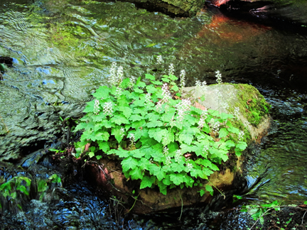 Adirondack Wildflowers:  Foamflower in bloom on a rock on Barnum Brook at the Paul Smiths VIC (3 June 2011)